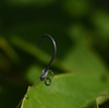 Pierścień miniaturowy 3,1mm UnderCarp