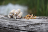 Siatka PVA Zapas 25mm UNDERCARP 7m Rozpuszczalna